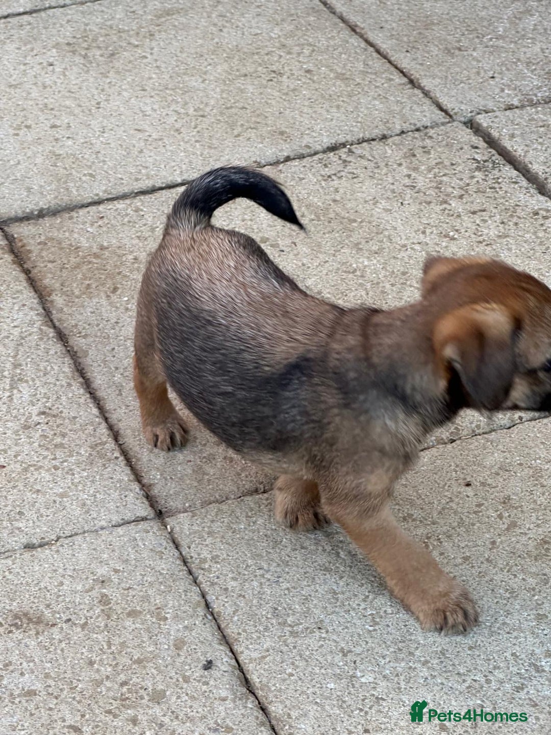 Border Terrier dogs for sale: Border terrier puppy’s  - Image 14