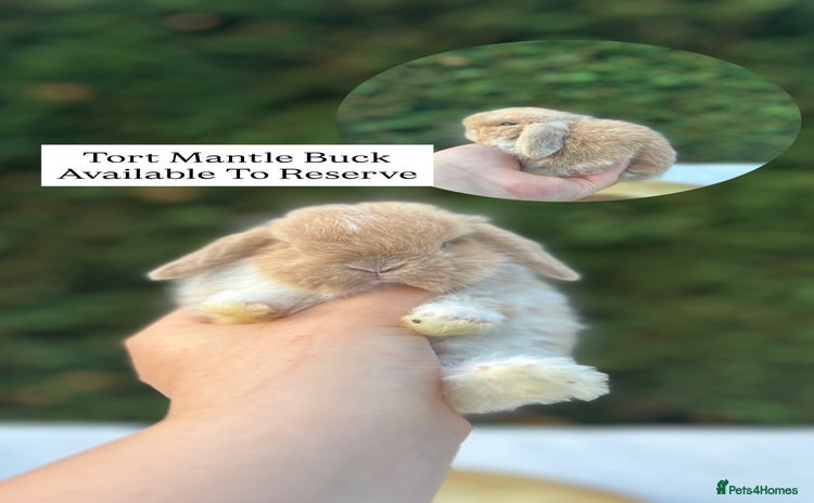 Mini Lop rabbits in Bury Saint Edmunds - Advert 7