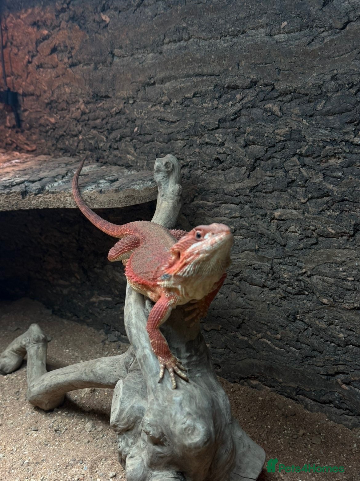 Bearded Dragon reptiles for sale: Young Adult Hypo Leatherback Red Bearded Dragon - Advert 2