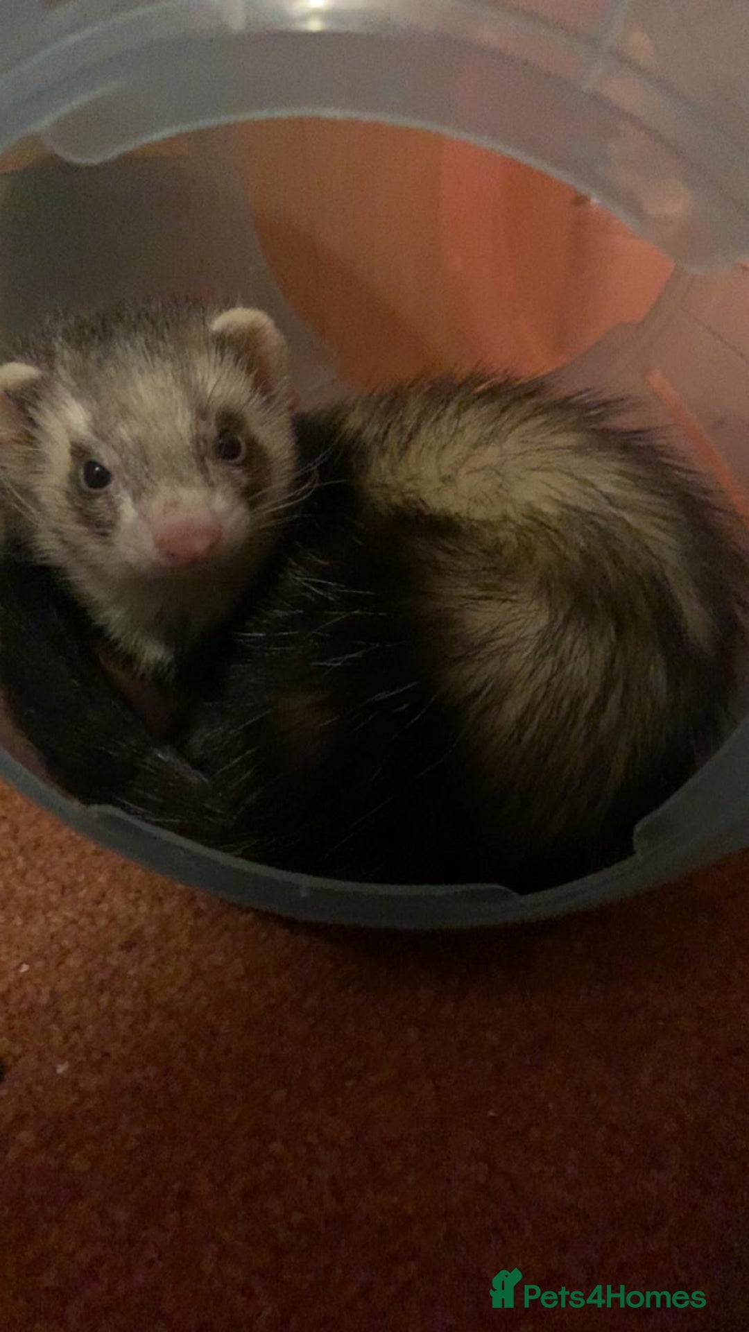 Ferret rodents for sale: Friendly cute ferret looking for a good home  - Advert 3