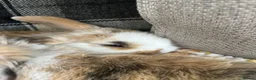 Mini Lop rabbits for sale: Mini lop babies  - Advert 11