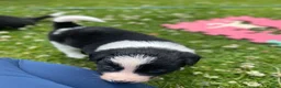 Border Collie dogs for sale: Border Collies Puppies in Lauder - Advert 6