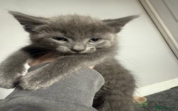 Mixed Breed cats for sale: mixed breed kittens for sale - Image 11