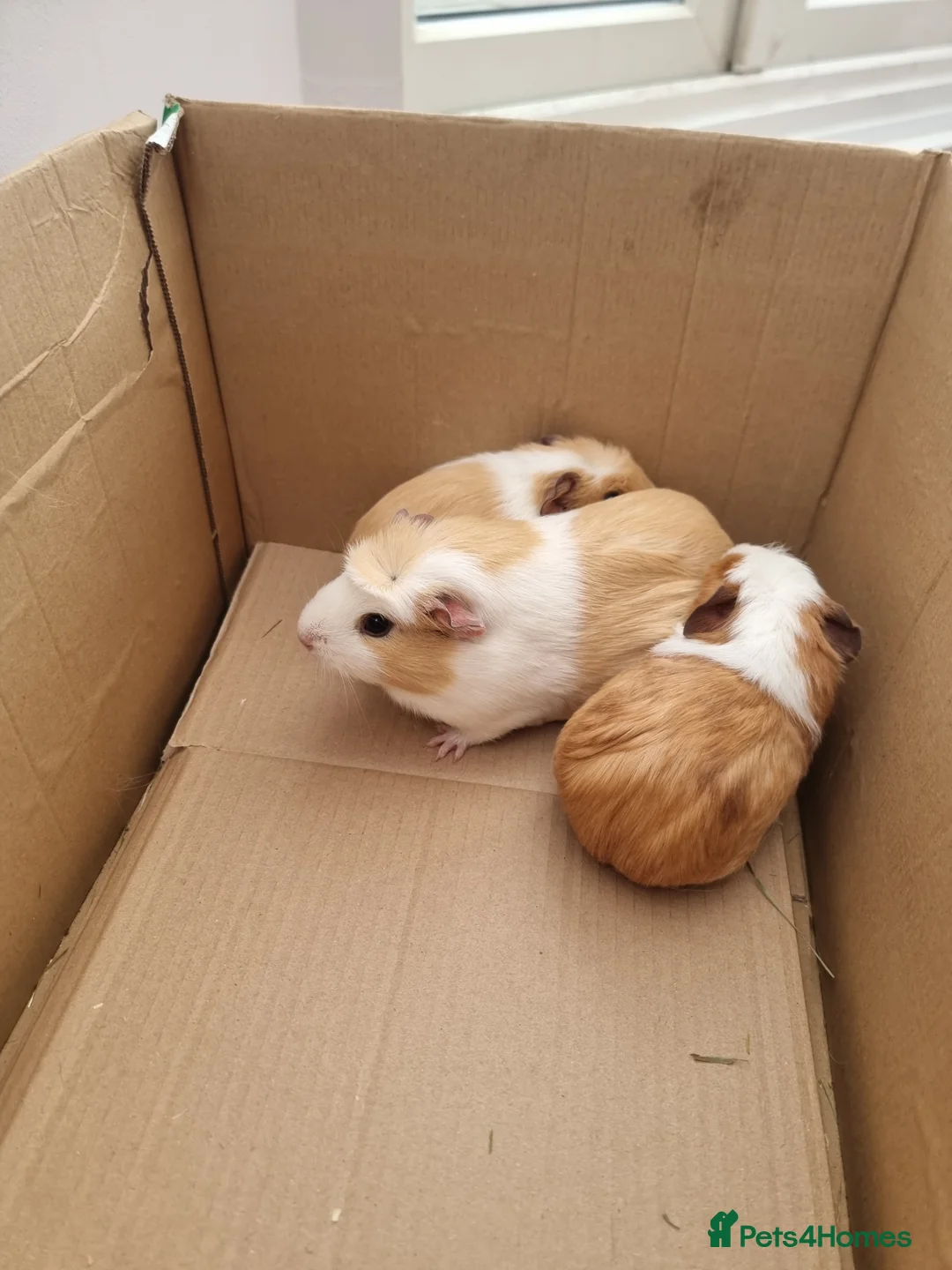 Guinea Pig rodents for sale: 6 Healthy Young Guineas for sale  - Advert 8