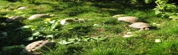 Hermann Tortoise reptiles for sale: Baby Hermann & Spur-thigh Tortoises for sale - Advert 3