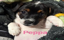 Mixed Breed dogs for sale: 6 Jack Russell x Yorkshire Terrier Puppies  - Image 2