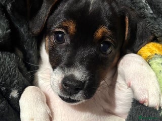 Mixed Breed dogs - Advert 31