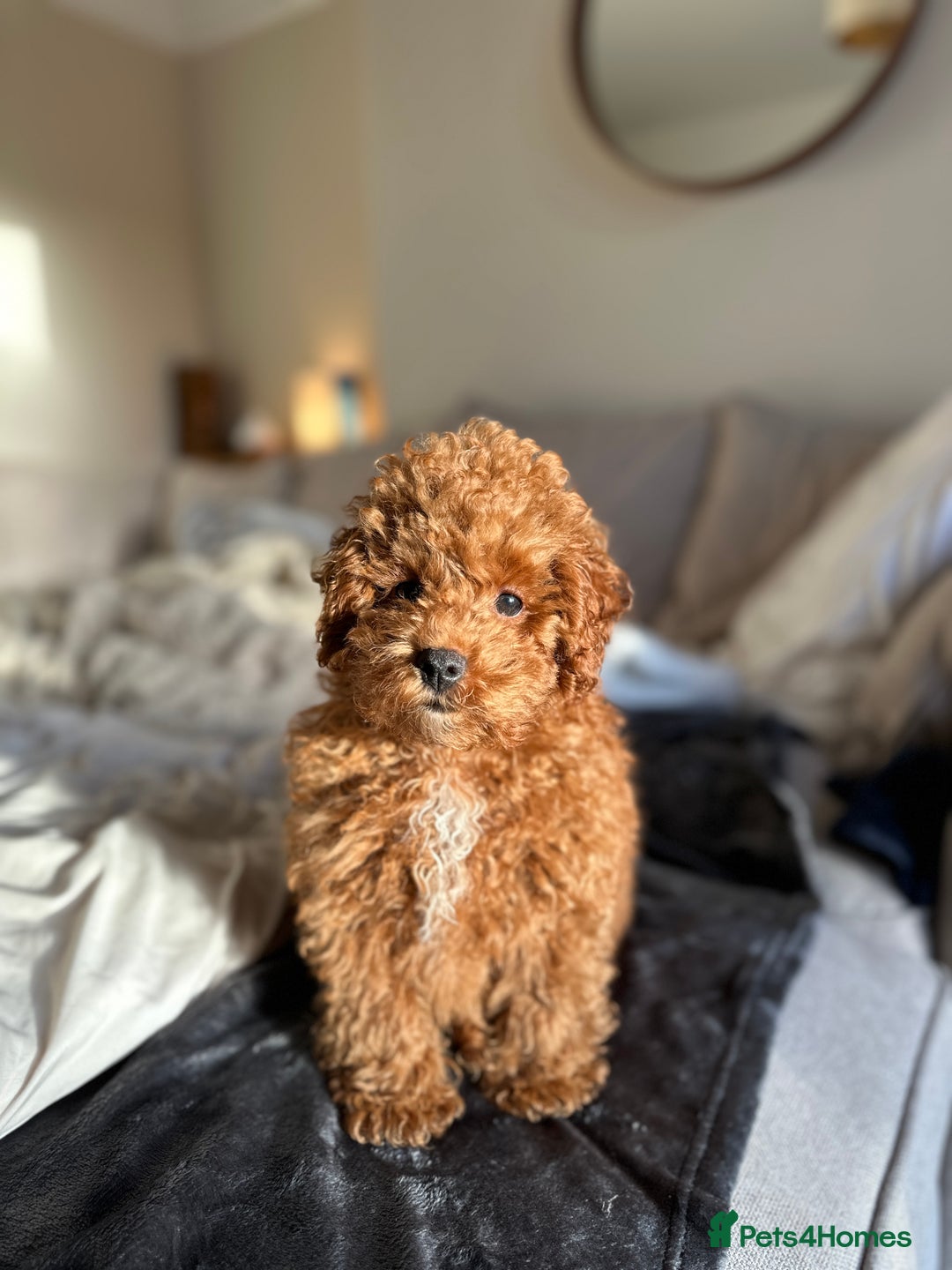 Cavapoo dogs for sale: 15 week old Cavapoo Boy - Advert 3