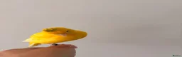 Canaries birds for sale: Adult and hand reared young canaries - Advert 23