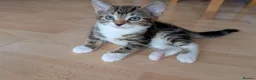 Mixed Breed cats for sale: Kittens  - Advert 5