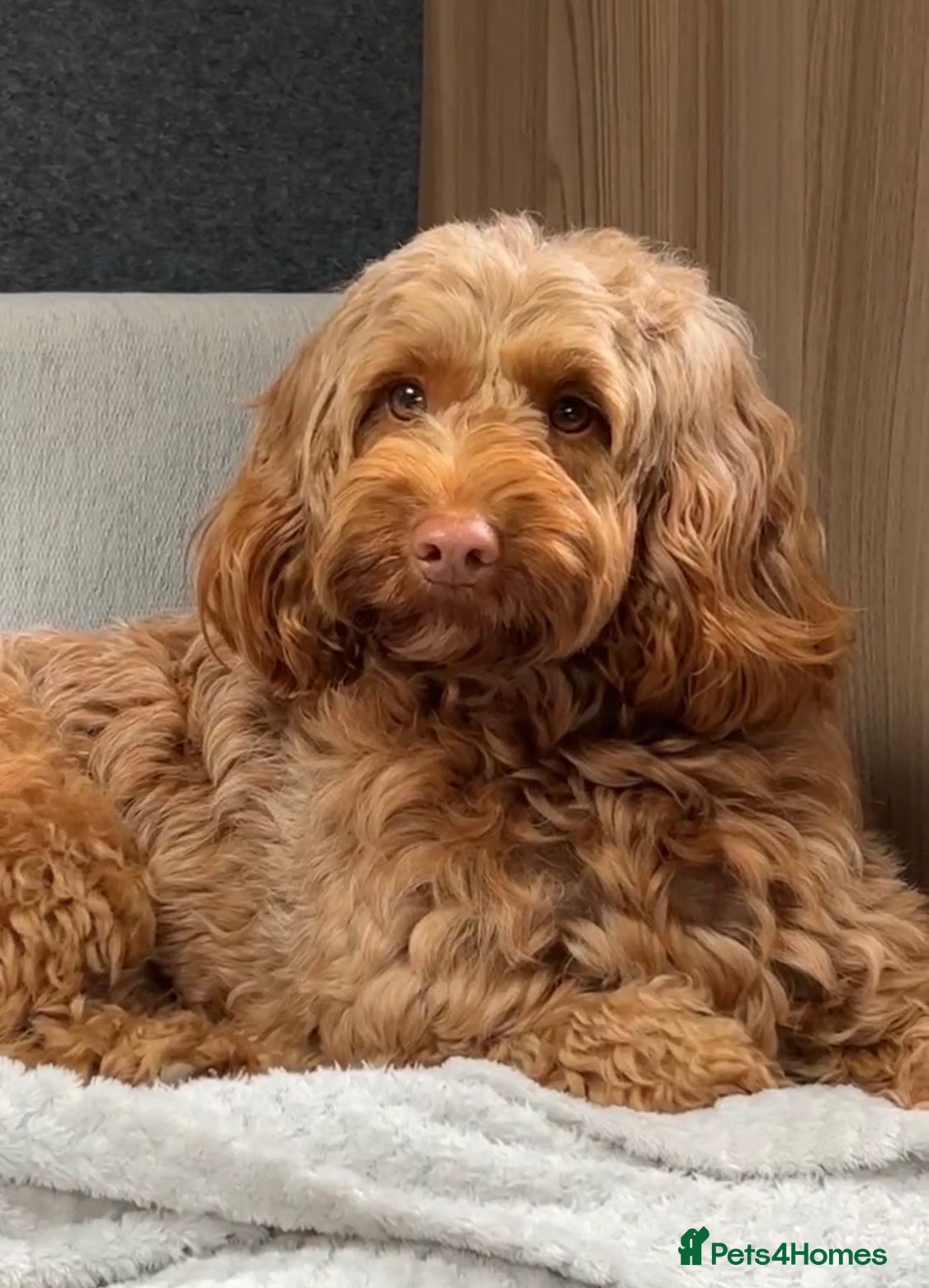 Cockapoo dogs Beautiful cockapoo f1 puppies ⭐  - Advert 2