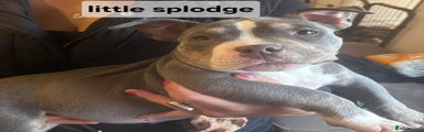 American Bully Puppy 3 (splodge)