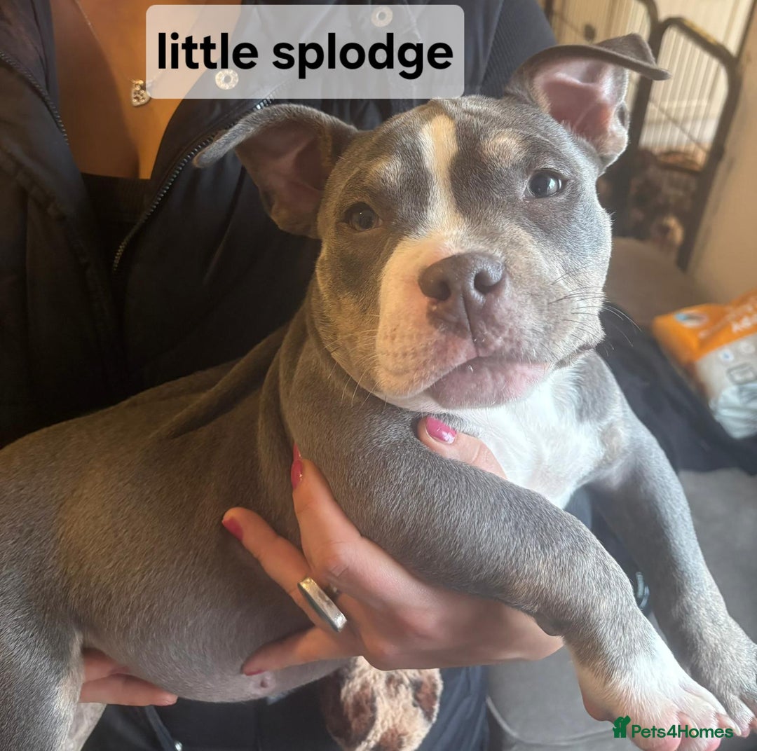 American Bully dogs for sale: Blue & lilac tri pocket bully’s  - Advert 25