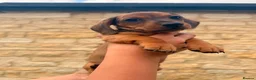 Dachshund dogs for sale: Beautiful Mini Dachshund puppies - Advert 10
