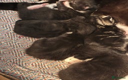 British Shorthair cats for sale: Lovely male kittens for sale - Image 6