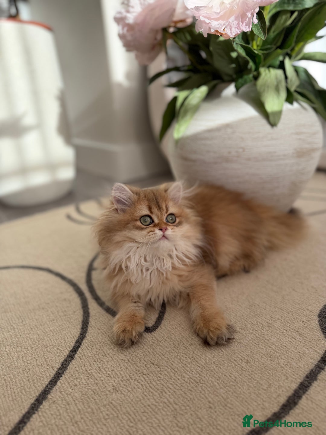 British Shorthair cats for sale: Golden British Longhair kitten  - Advert 20