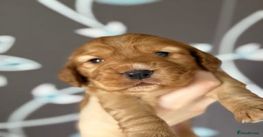 Cocker Spaniel dogs - Advert 3