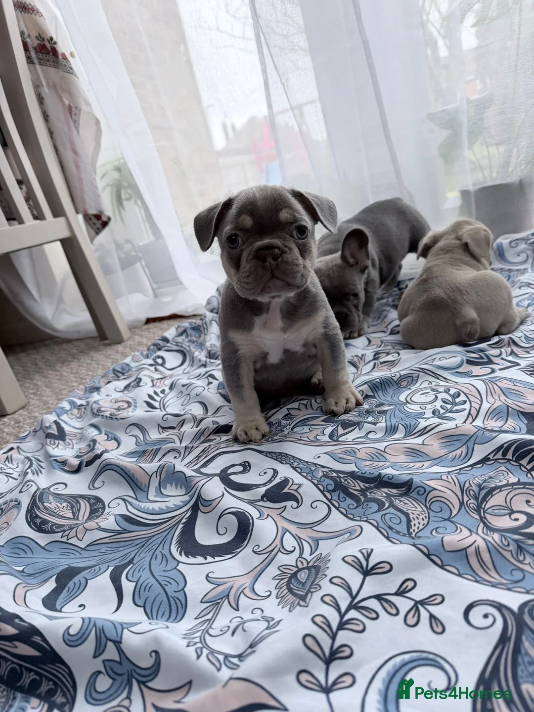 French Bulldog dogs for sale: FrenchBulldog Puppies Ready forTheirForeverHomes🐾 - Advert 10