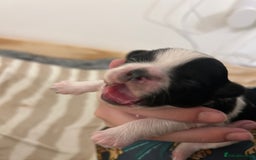 Shih Tzu dogs for sale: Shih Tzu puppy  - Image 6