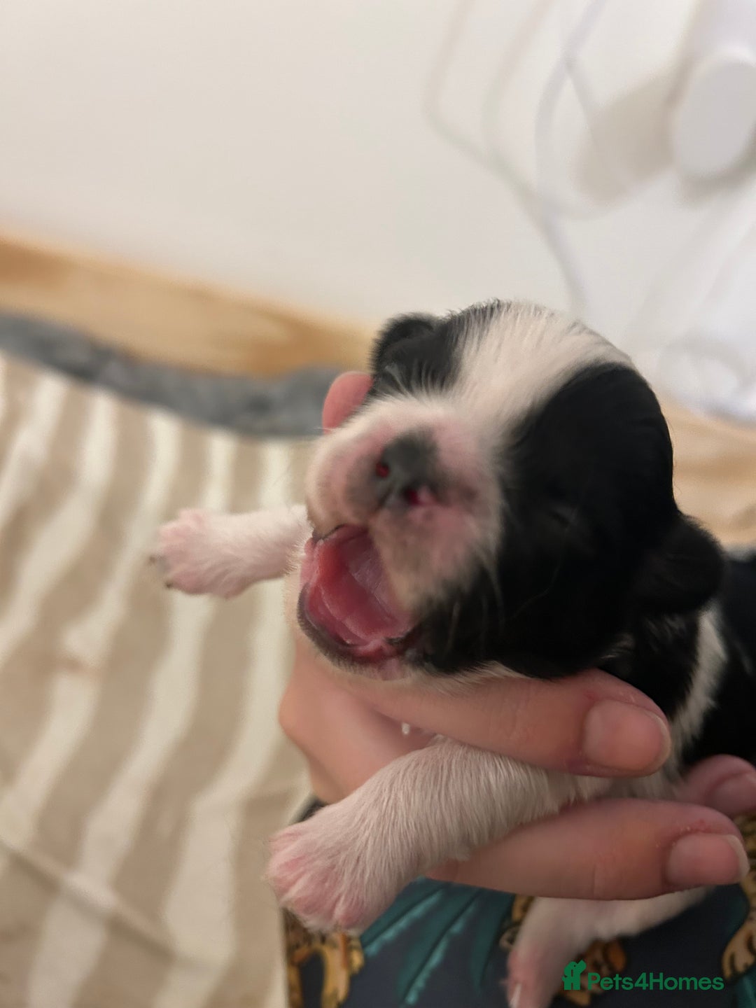 Shih Tzu dogs for sale: Shih Tzu puppy  - Image 6