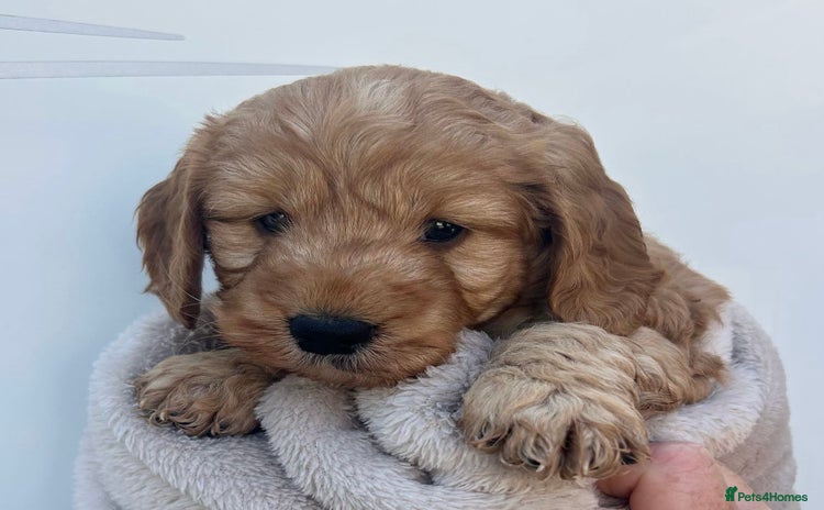Cockapoo dogs - Advert 1