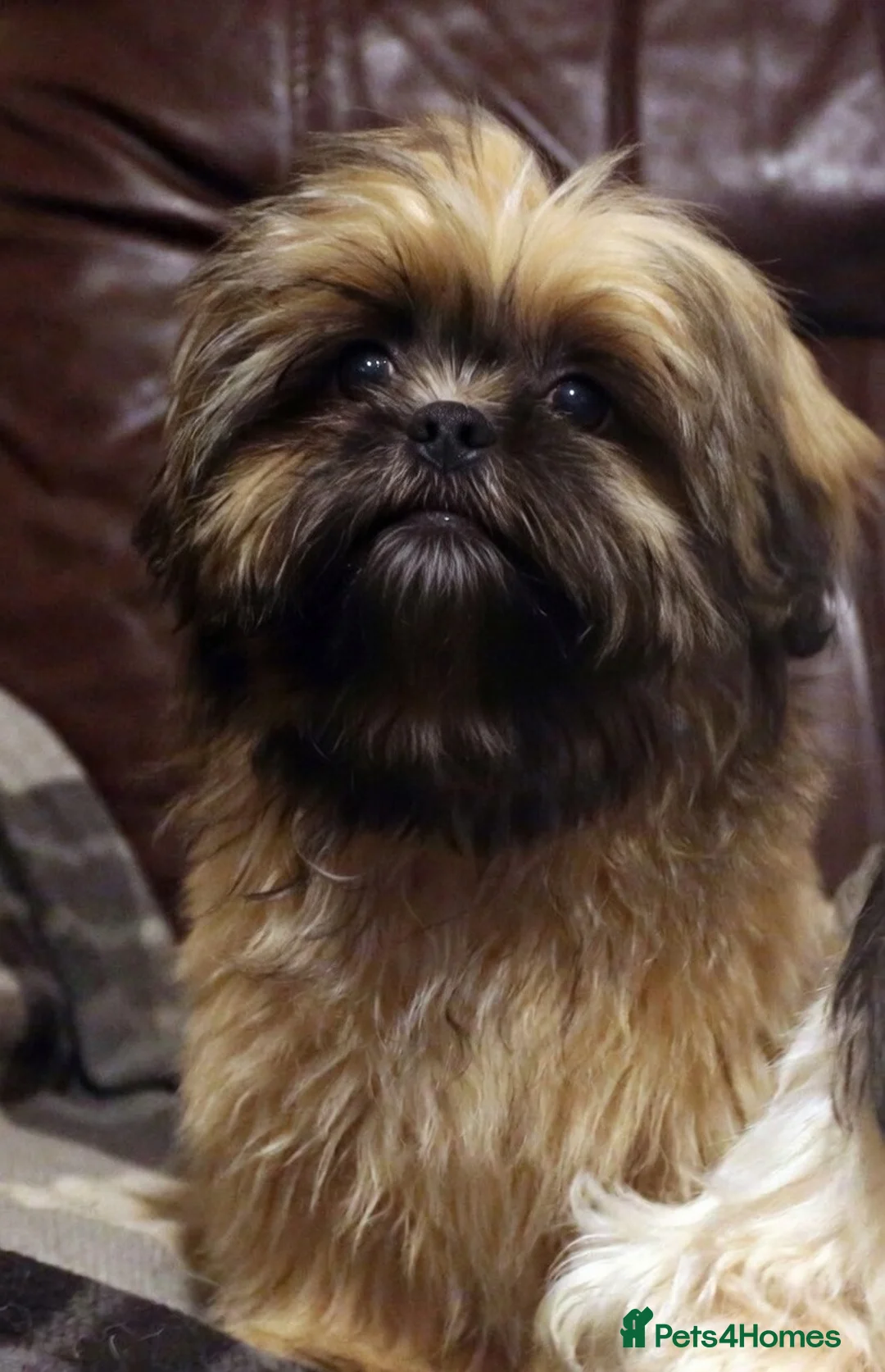 Shih Tzu dogs for sale: Stunning shih tzu boy  - Advert 2