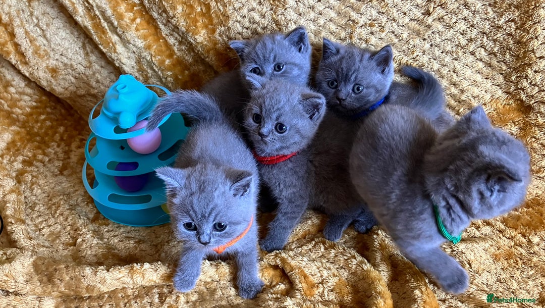 British Shorthair cats for sale: GCCF registered ChampionBloodline 5GENpedigree BSH - Image 4