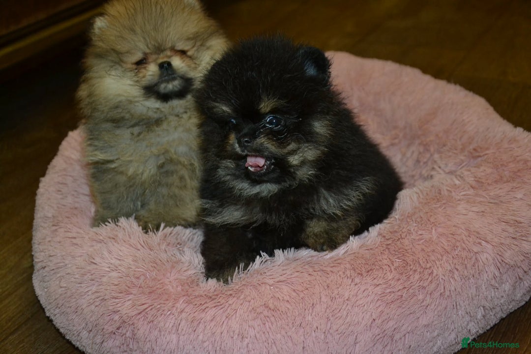 Pomeranian dogs for sale: Chocolate 😍🧸🤎✨ - Advert 11