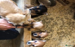 Chorkie dogs for sale: Beautiful Chorkie Puppies - Image 7