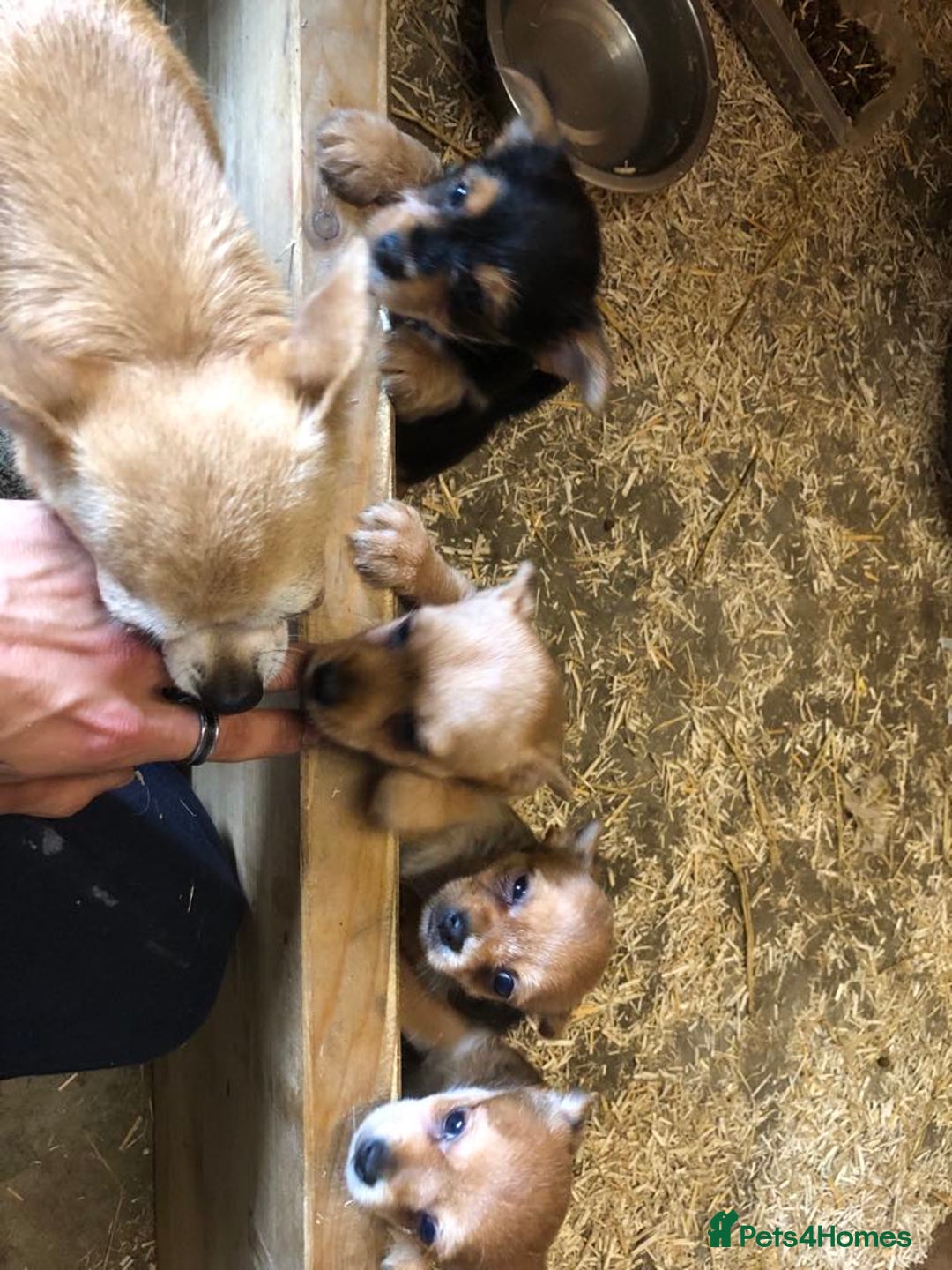 Chorkie dogs for sale: Beautiful Chorkie Puppies - Image 7