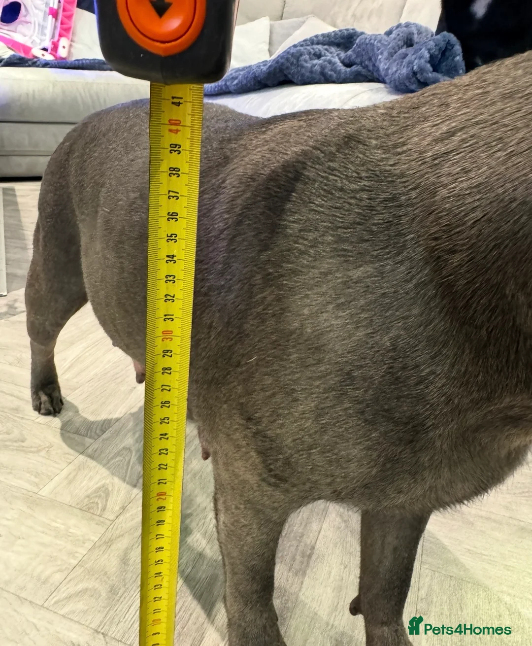 Staffordshire Bull Terrier dogs for sale: Blue & Black Staffordshire bull terrier pups - Advert 6