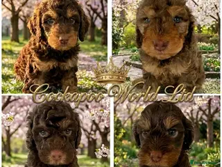 Cockapoo dogs DNA CLEAR, beautiful Cockapoo Pups,Ready 5th June - Advert 4