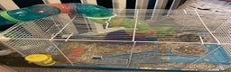 Hamster rodents for sale: Russian dwarf hamster  - Advert 4