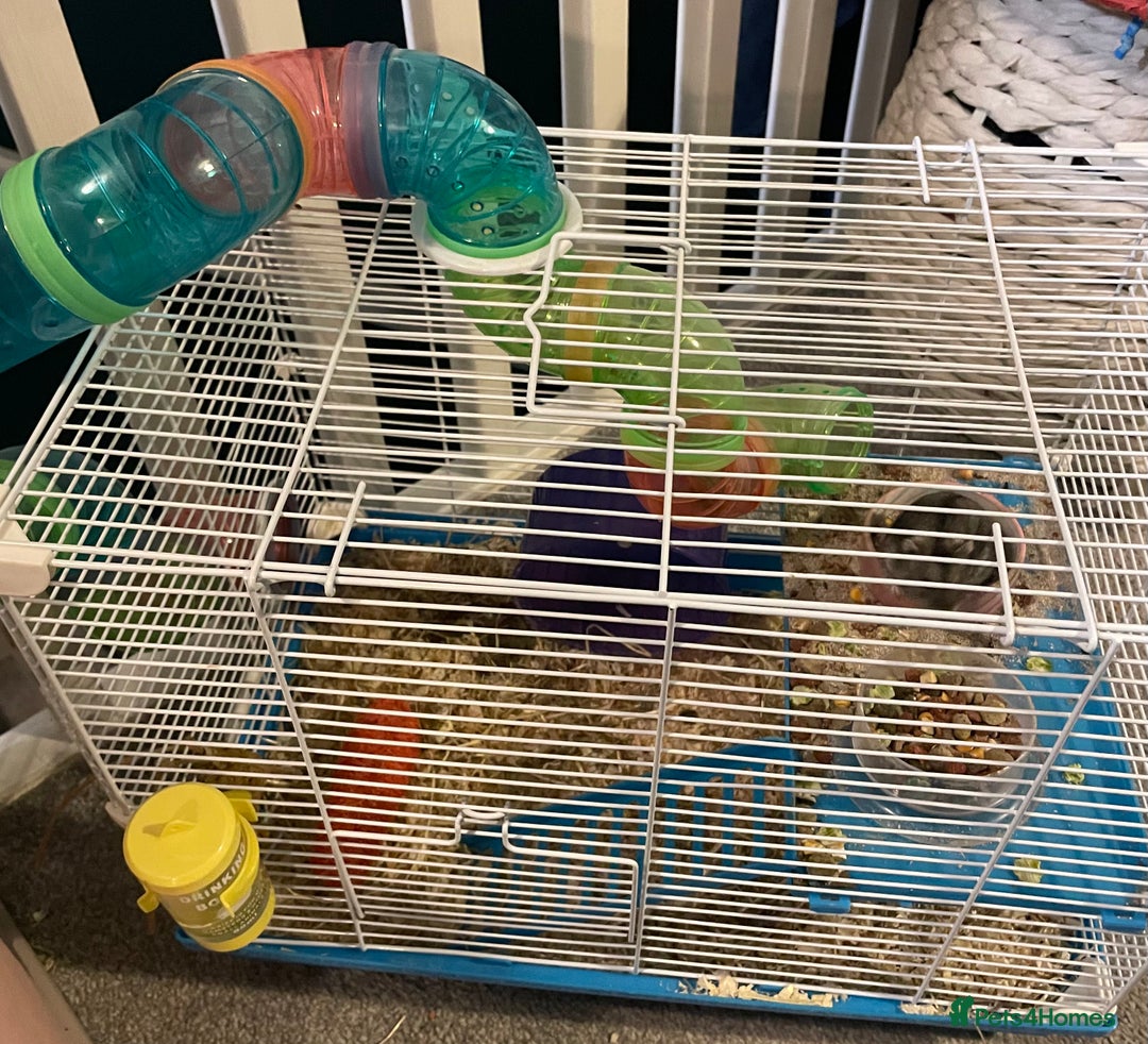 Hamster rodents for sale: Russian dwarf hamster  - Advert 4
