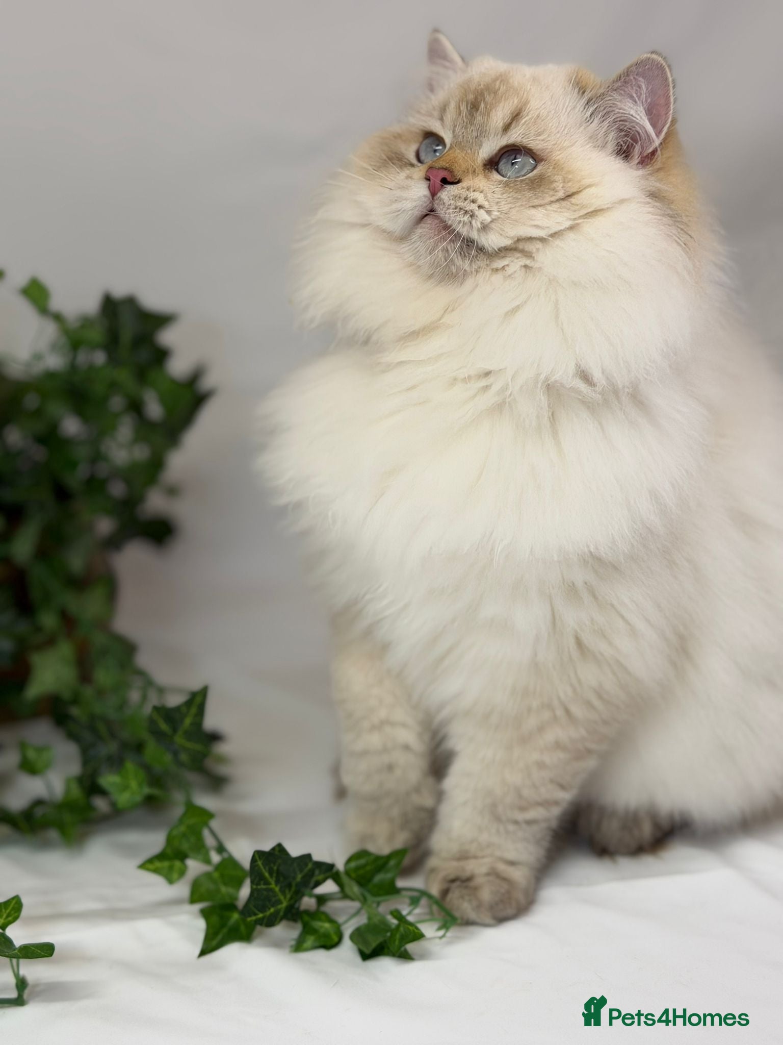 British Longhair cats Longhair Golden point British Longhair  - Advert 4