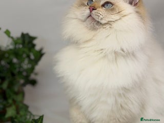 British Longhair cats Longhair Golden point British Longhair - Advert 4