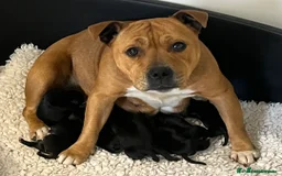 Staffordshire Bull Terrier dogs for sale: Beautiful Entire Adult Male 🖤 - Image 7