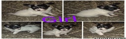 Papillon dogs for sale: Papillon puppies  - Advert 2