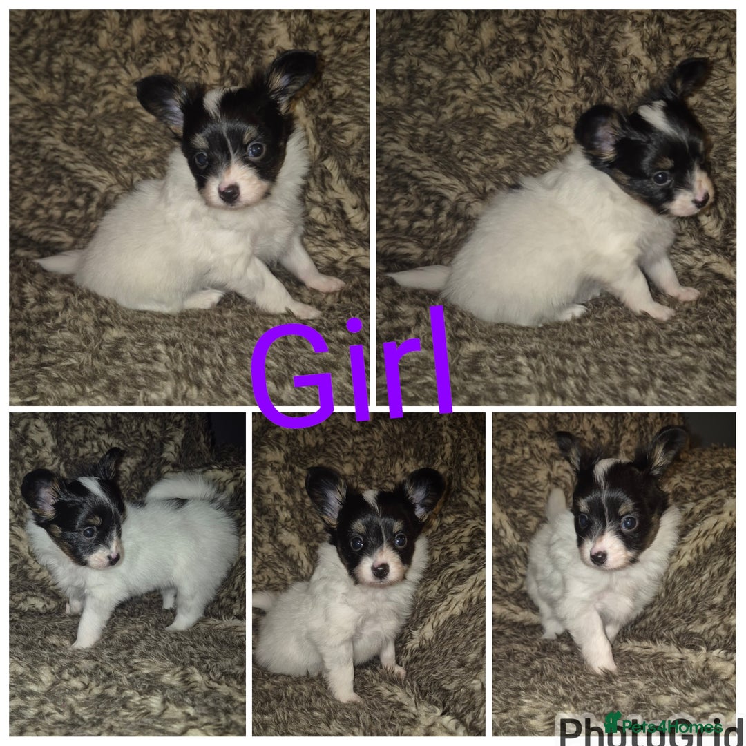 Papillon dogs for sale: Papillon puppies  - Advert 2