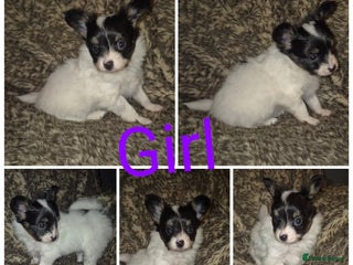 Papillon dogs Papillon puppies - Advert 6