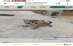 Abyssinian cats for sale: Georgeta  - Image 3