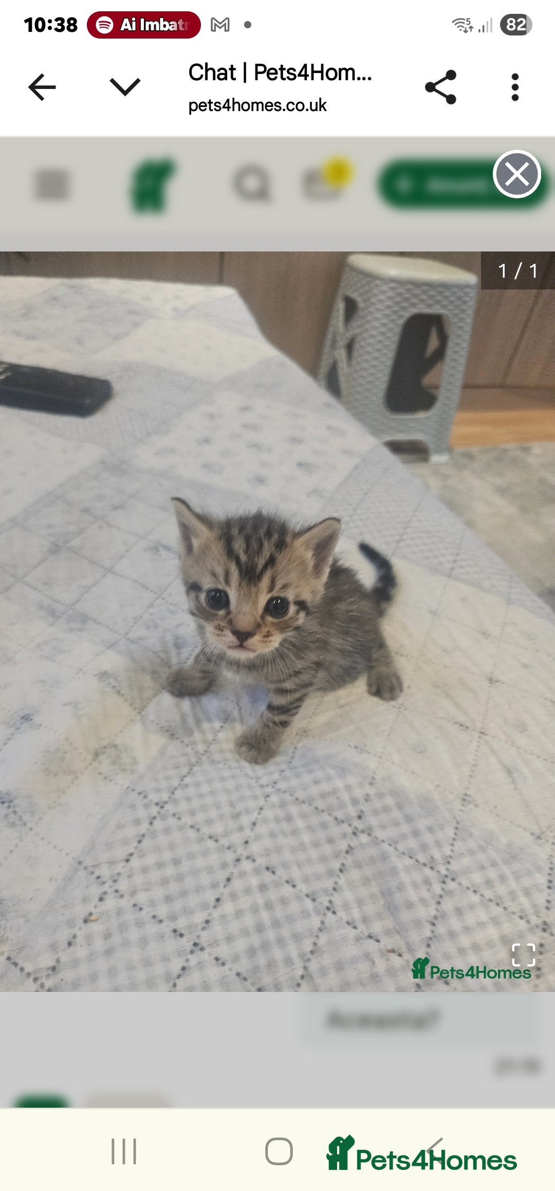 Abyssinian cats for sale: Georgeta  - Image 3