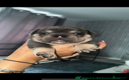 French Bulldog dogs for sale: Beautiful British x French bulldog Puppies - Image 25