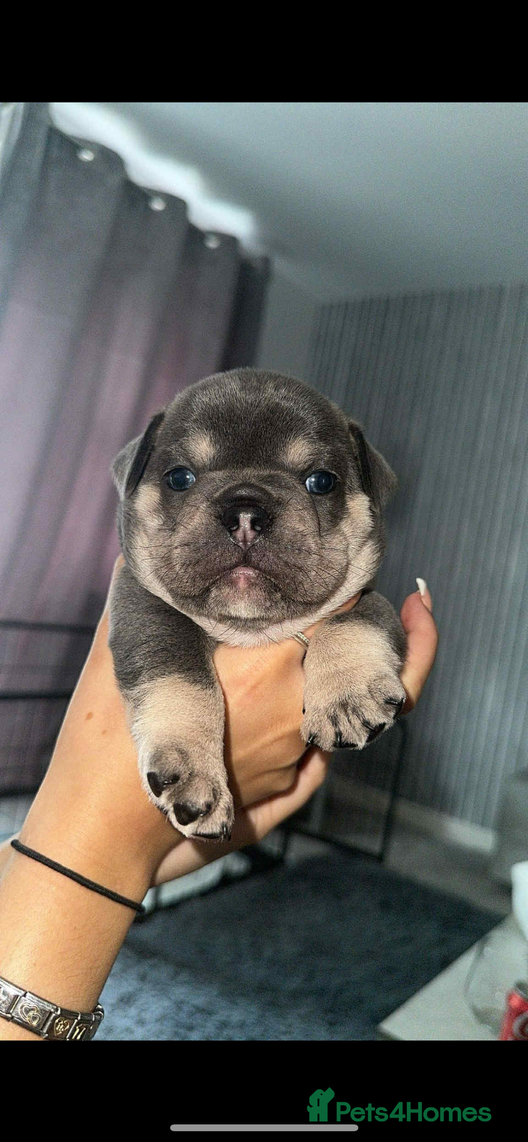 French Bulldog dogs for sale: Beautiful British x French bulldog Puppies - Image 25