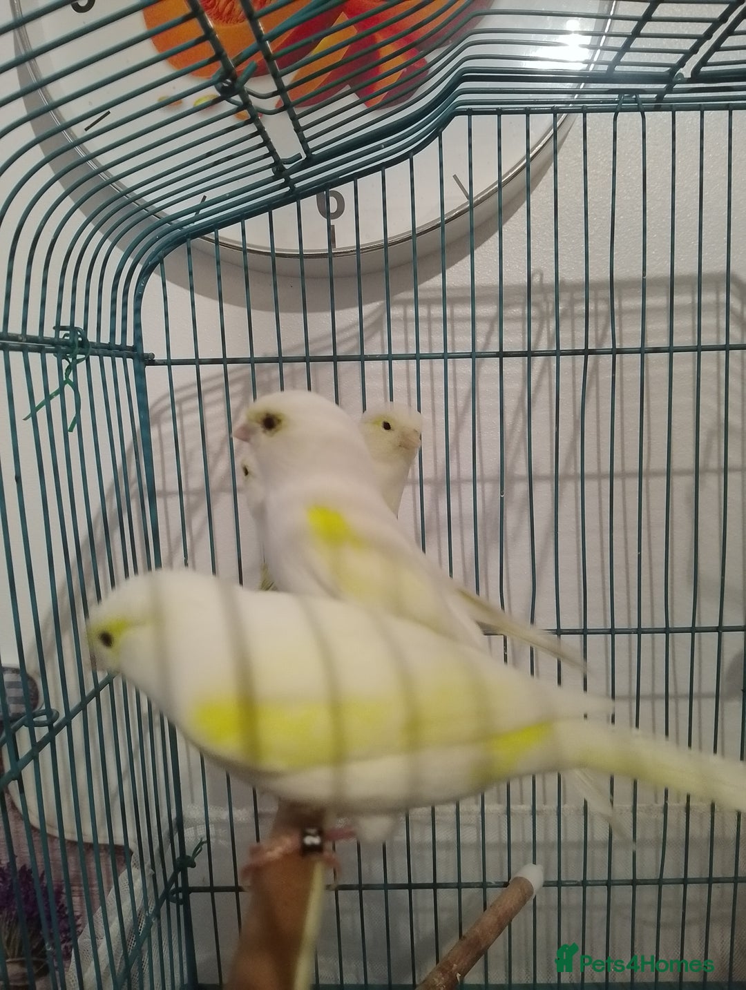 Canaries birds for sale: Yellow mosaic canaries for sale  - Advert 1