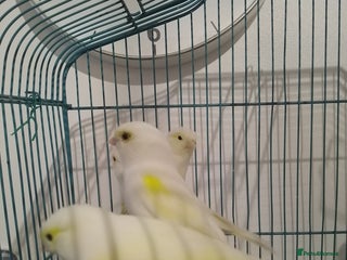 Canaries birds Yellow mosaic canaries for sale - Advert 2