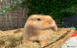 Mini Lop rabbits for sale: Pure bred mini lops - Image 3