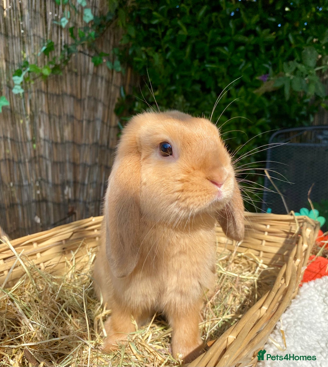 Mini Lop rabbits for sale: Pure bred mini lops - Image 3