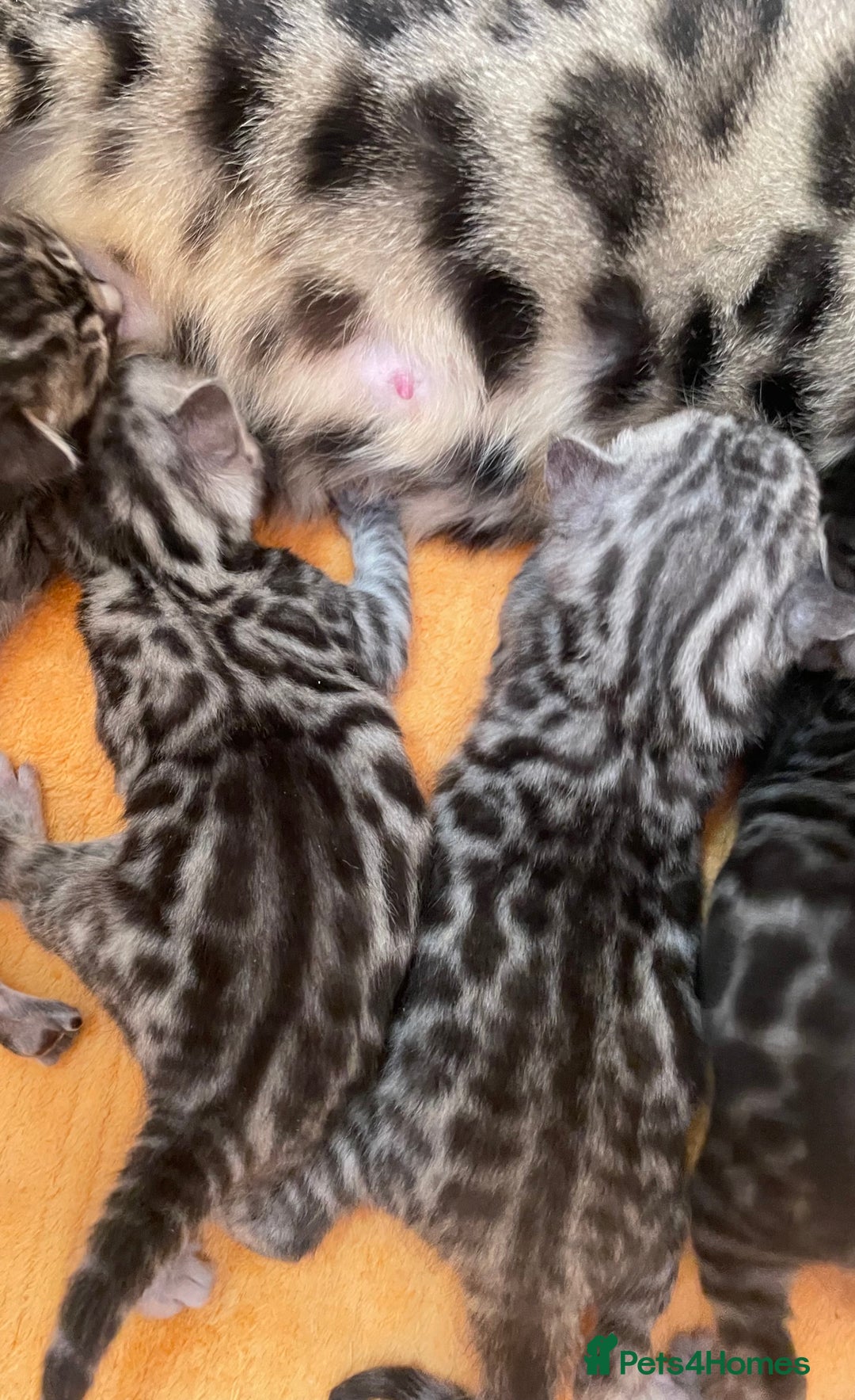Bengal cats for sale: Stunning Pure Bengals family ❤️ TICA - Image 4