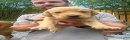 Labrador Retriever dogs for sale: READY NOW one gorgeous girl left!  - Advert 10